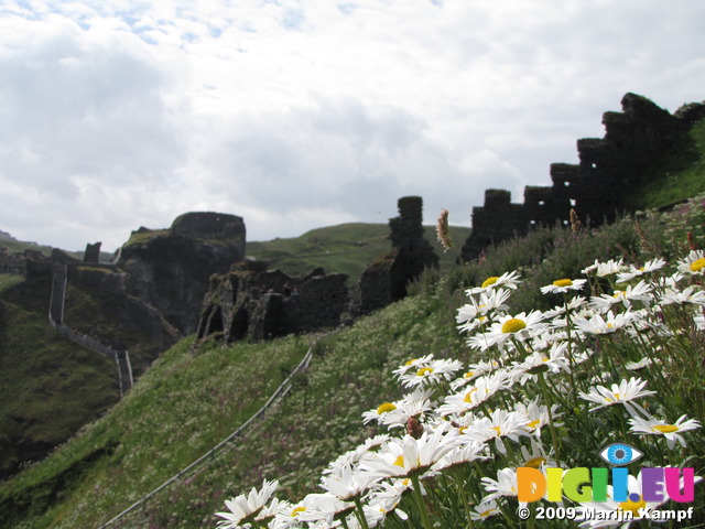 SX07178 Daisies (Bellis perennis) and castle walls on Tintagel Island